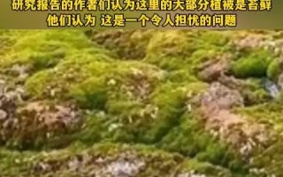 雷速官网下载-南极选手实现突破，创造惊人表现